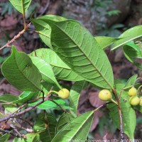 Ficus nervosa Roth